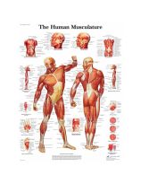 Classic Laminated 3B Scientific® Anatomical Chart for Human Musculature