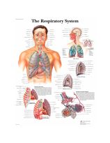 Classic Laminated 3B Scientific® Anatomical Chart for the Respiratory System