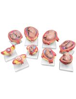 Ensemble sur le développement intra-utérin - 8 modèles, 14 pièces