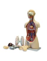 Economy Sexless Human Torso Open