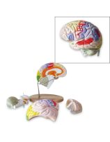 Large Brain Model