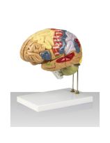Color-Coded Human Brain - 2X Life-Size - 4 Parts