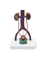 Urinary System Model