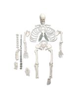 Disarticulated Human Skeleton