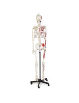 Full-Size Flexible Skeleton with Muscle Insertions - 67" Tall