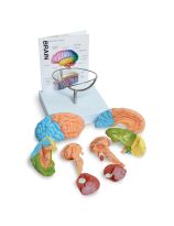 Eight-Part Human Brain Model