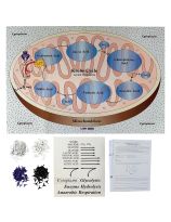 Molecules of Metabolism: Understanding Digestion and Respiration - Lab-AidsÂ® - No. 520