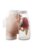 Intramuscular Injection Model of Buttocks Type 2