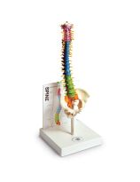 Human Small Spine Model with Fold-Out Guide
