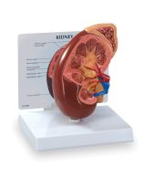 Kidney Model