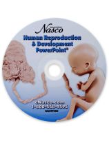 Fetal Development Powerpoint