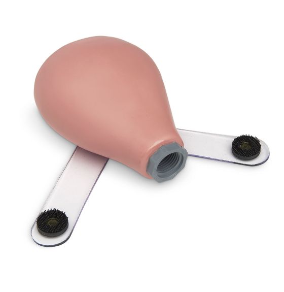 Mannequin EVA de soins gynécologiques - Utérus de femme enceinte