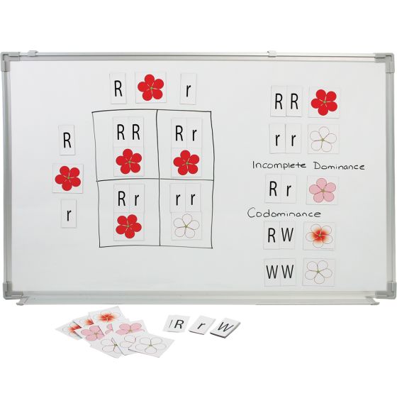 Stick to Science - Punnett Squares