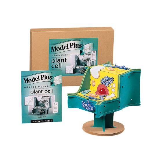 Modèle de cellule de plante