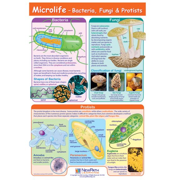 NewPath Learning&reg; Microlife Poster