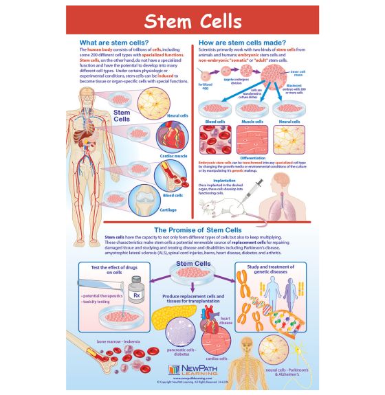Affiche de NewPath Learning®: Les cellules souches (en anglais)