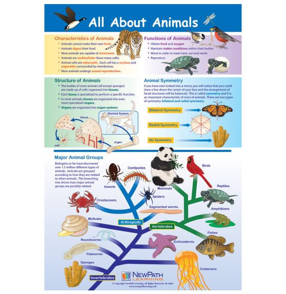 NewPath Learning® All About Animals Poster