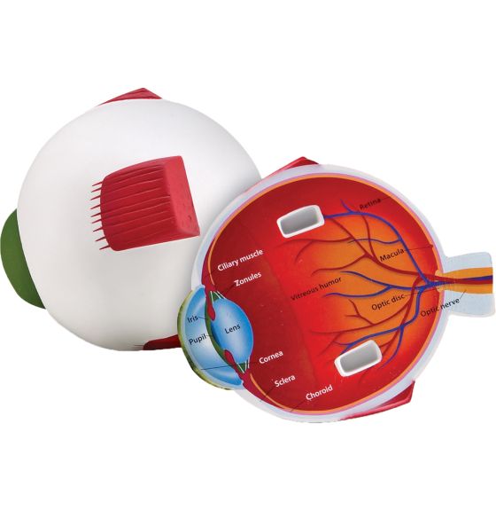 Oeil humain en coupe transversale
