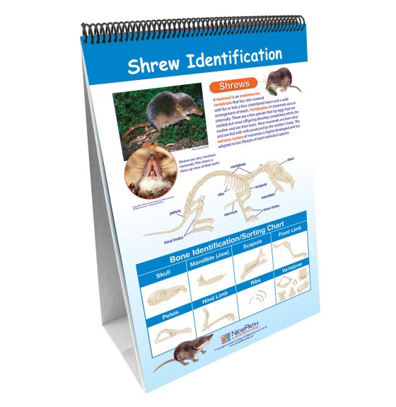 Ensemble d'affiches Curriculum Mastery® de NewPath Learning®: Hiboux et pelotes de réjection de hibou (en anglais)