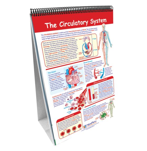 NewPath Learning® Human Body Curriculum Mastery® Flip Chart Set