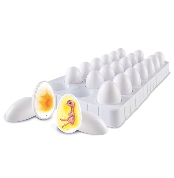 Cycle de vie du poussin