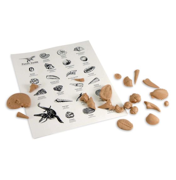 Collection de fossiles