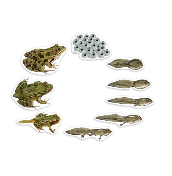 Cycle de vie de la grenouille - Format géant et magnétique