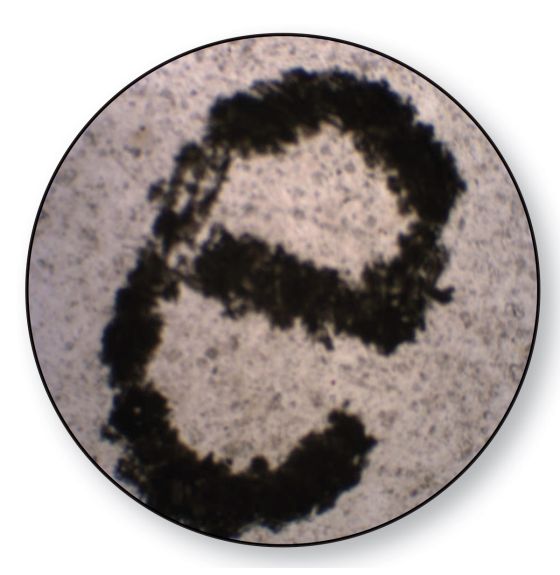 Lames à microscope préparées - Lettre e, w.m.