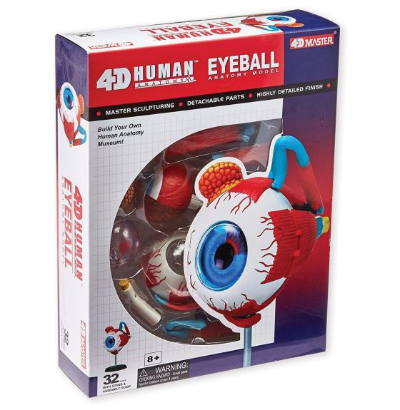 4D Human Anatomy Eyeball
