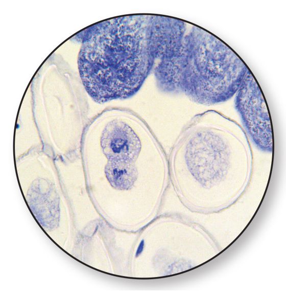 Lames à microscope préparées - Mitose animal (Ovaire de cheval)