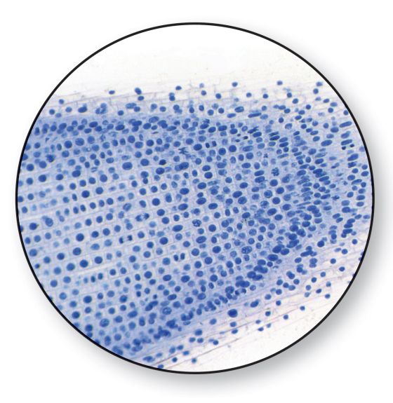 Lames à microscope préparées - Mitose de plante (Bout de racine d'oignon)