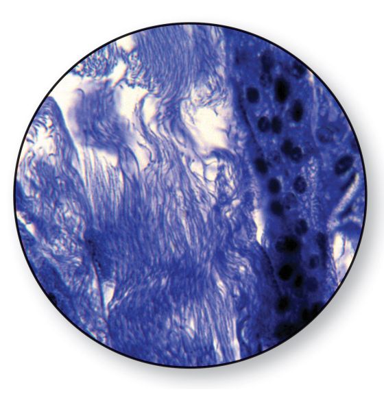 Animal Meiosis Slides - Locust Testicle Sec. - Pack of 10