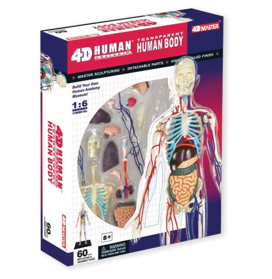 Modèle anatomique transparent de 4D Human Anatomy, 13" - Corps humain