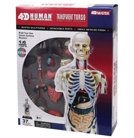 Modèle anatomique transparent de 4D Human Anatomy, 8" -  Torse humain