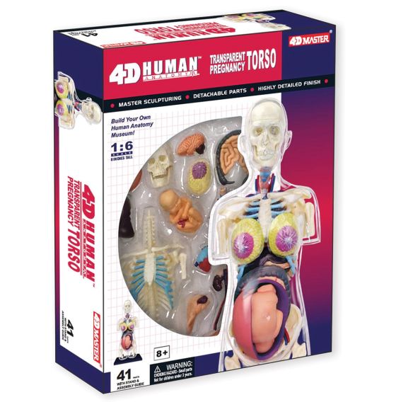 4D Human Anatomy 8 inch Transparent Pregnancy Torso
