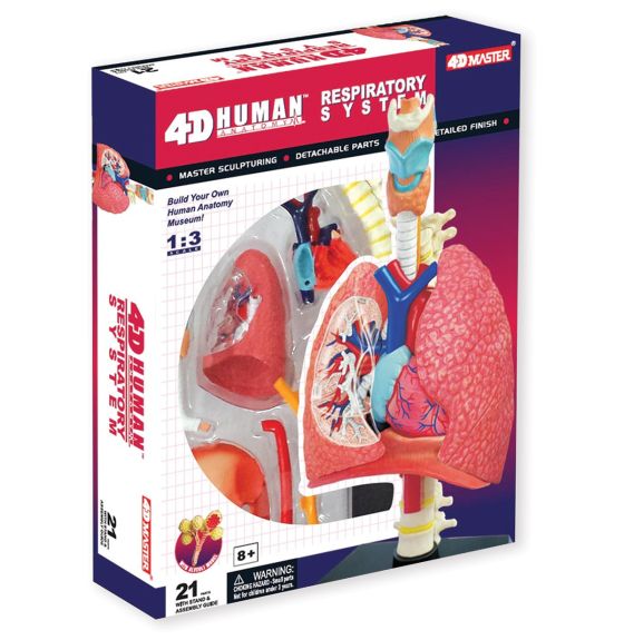 Modèle anatomique de 4D Human Anatomy - Système respiratoire