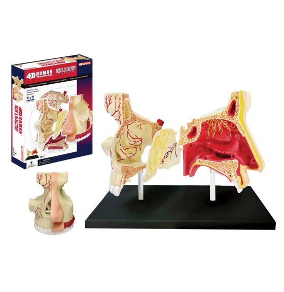 4D Human Anatomy Nose & Olfactory
