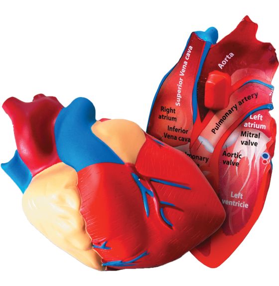 Soft Foam Cross-Section Human Heart Model