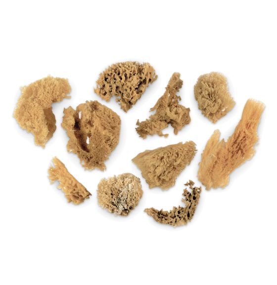 Natural Sea Sponges - Pack of 30