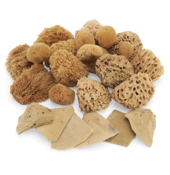 Natural Sponge Classroom Assortment - Set of 24