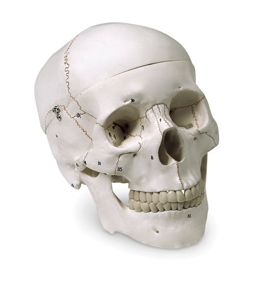 Crâne humain numéroté