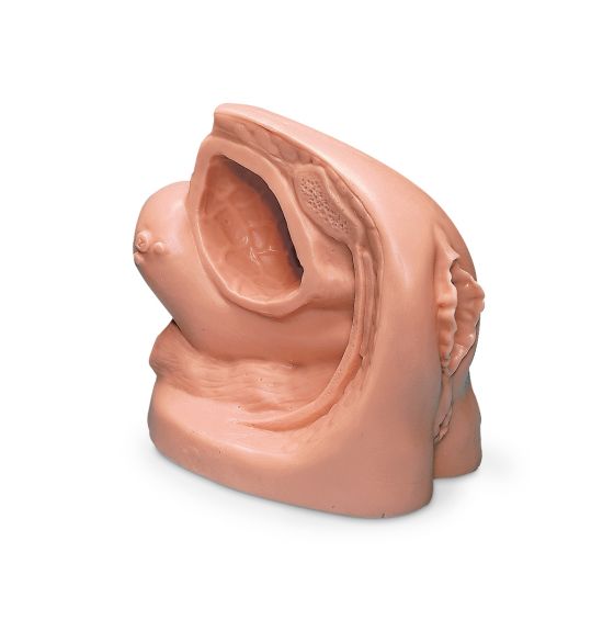 Simulateur Life/form® de cathétérisme féminin