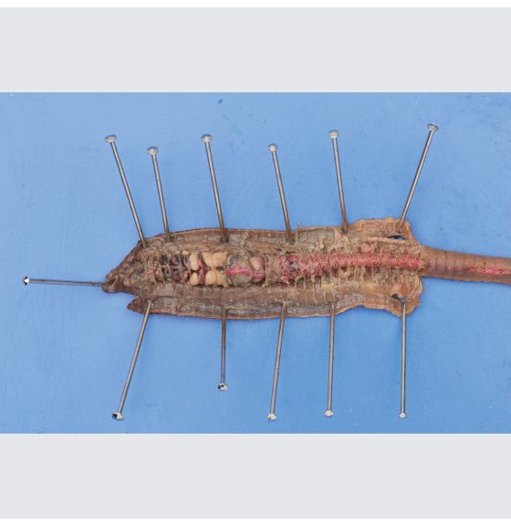 Earthworms (Lumbricus terrestris) - Single Injection, 20 cm - 25 cm