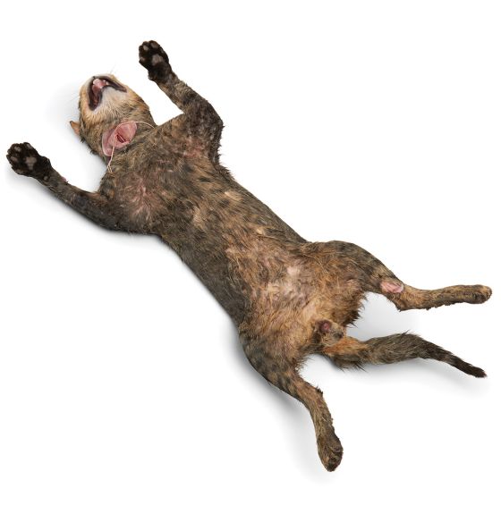 Cats (With Skin) - Plain Injection, 14" - 19