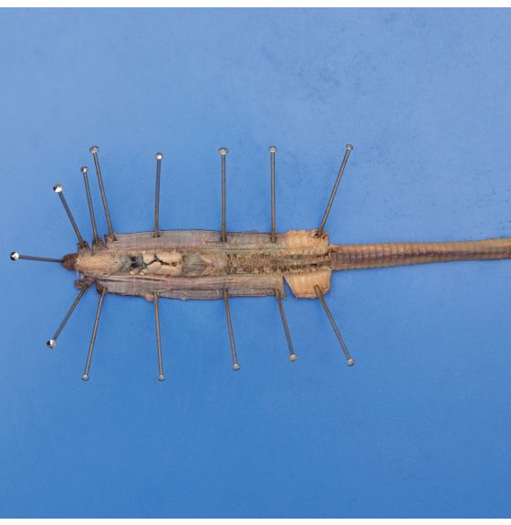 Earthworms (Lumbricus terrestris) - Plain Injection, 20 cm - 25 cm