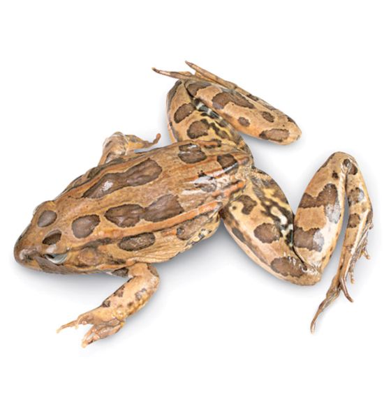 Grenouille (Rana sp.) - double injection, 7,5 cm - 10 cm
