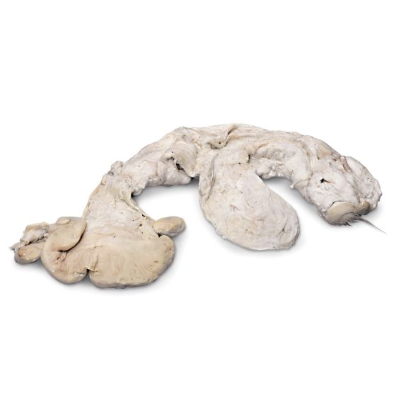 L'appareil reproducteur préservé de la vache