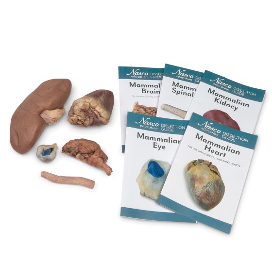 Mammalian Anatomy Survey Set