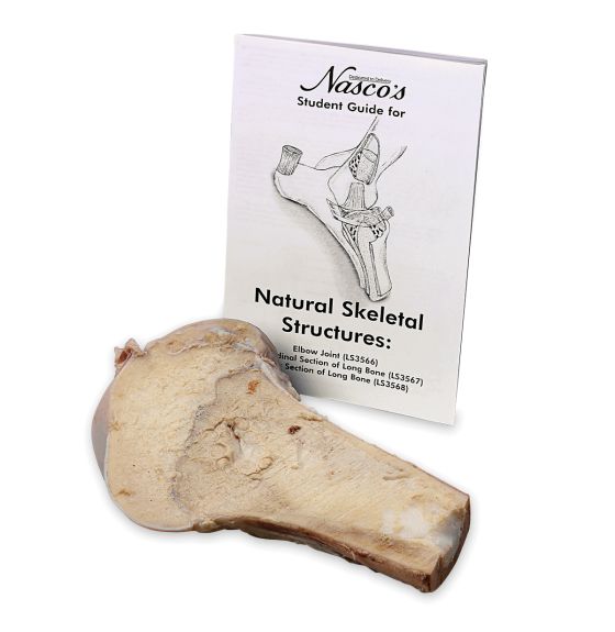 Natural Skeletal Structures of a Cow