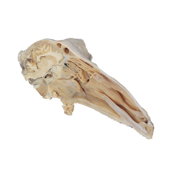 Sheep Organ - Half Head without Lower Jaw